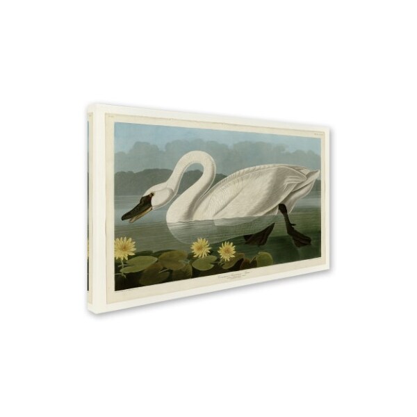 John James Audubon 'Common American Swan' Canvas Art,12x19